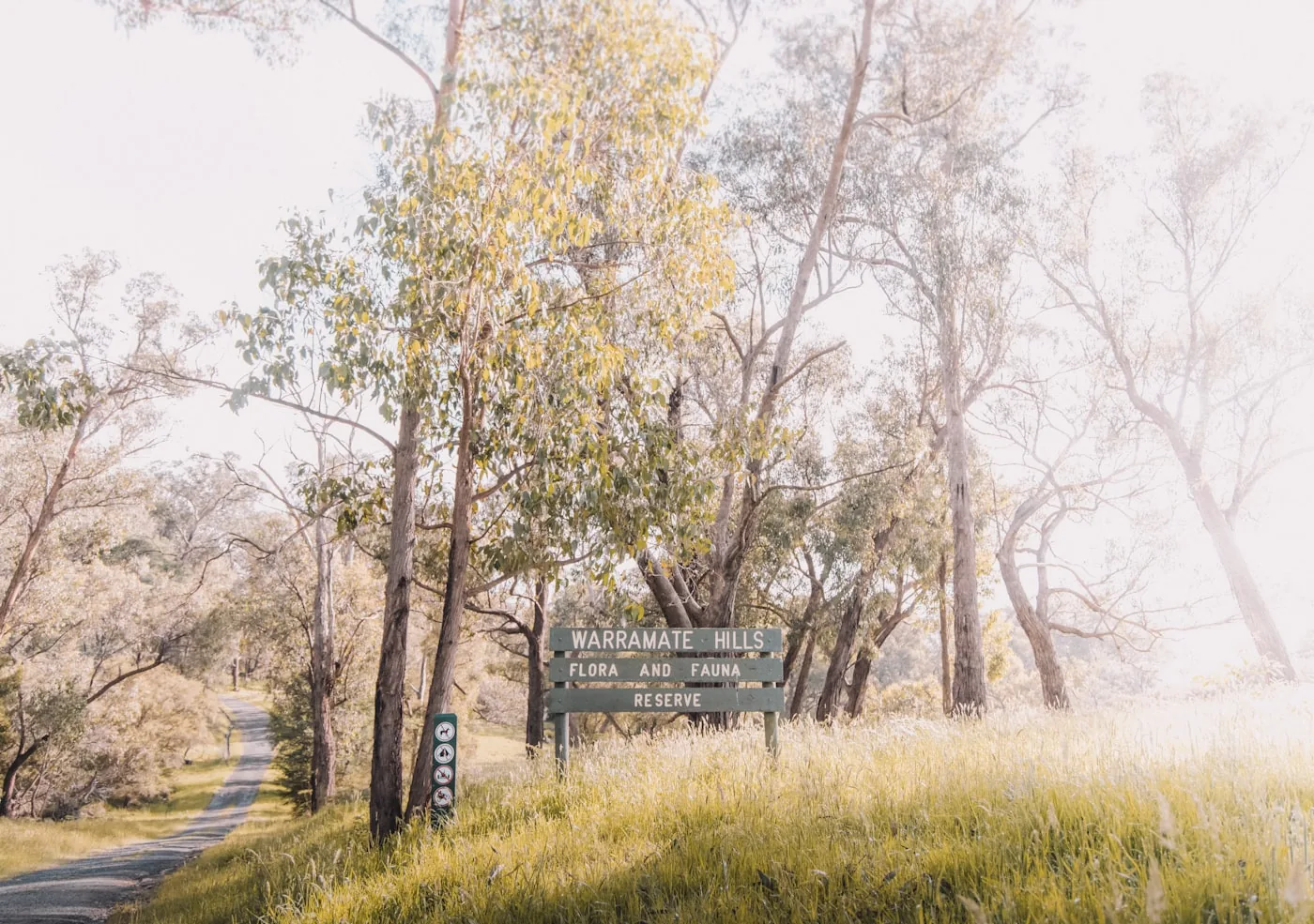 Golden light through gum trees on a bush track